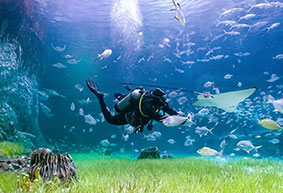 The National Aquarium PADI Scuba Diver Course